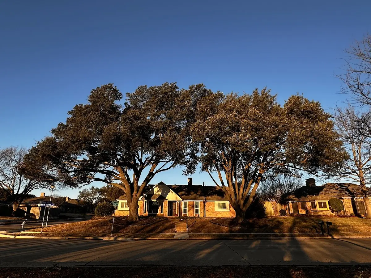 Established residential canopy tree shading a home in Grant City